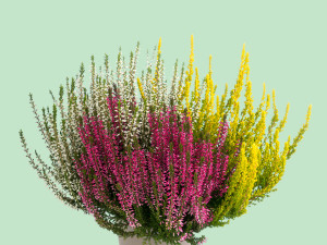 Gartencenter Kremer. Die Naturtalente | Knospenheide Garden Girls® ‘Trio’