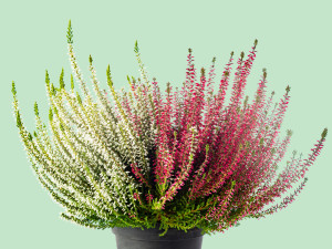 Gartencenter Kremer. Die Naturtalente | Knospenheide ‘Twingirls®’