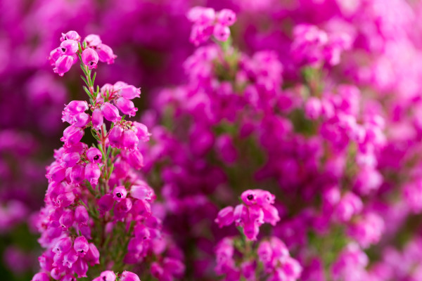 Gartencenter Kremer. Die Naturtalente | Rosa-soweit das Auge reicht