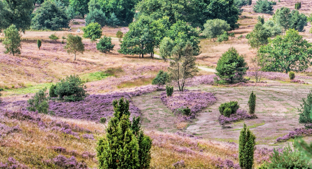 Gartencenter Kremer. Die Naturtalente | Rosa-soweit das Auge reicht