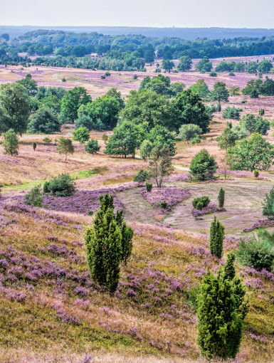 Gartencenter Kremer. Die Naturtalente | Rosa-soweit das Auge reicht