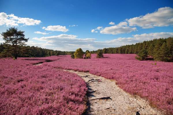 Gartencenter Kremer. Die Naturtalente | Rosa-soweit das Auge reicht