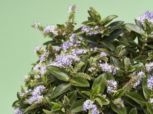 Gartencenter Kremer. Die Naturtalente | Strauchveronika