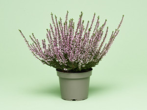 Gartencenter Kremer. Die Naturtalente | Winterharte Knospenheide "Beauty Ladies"