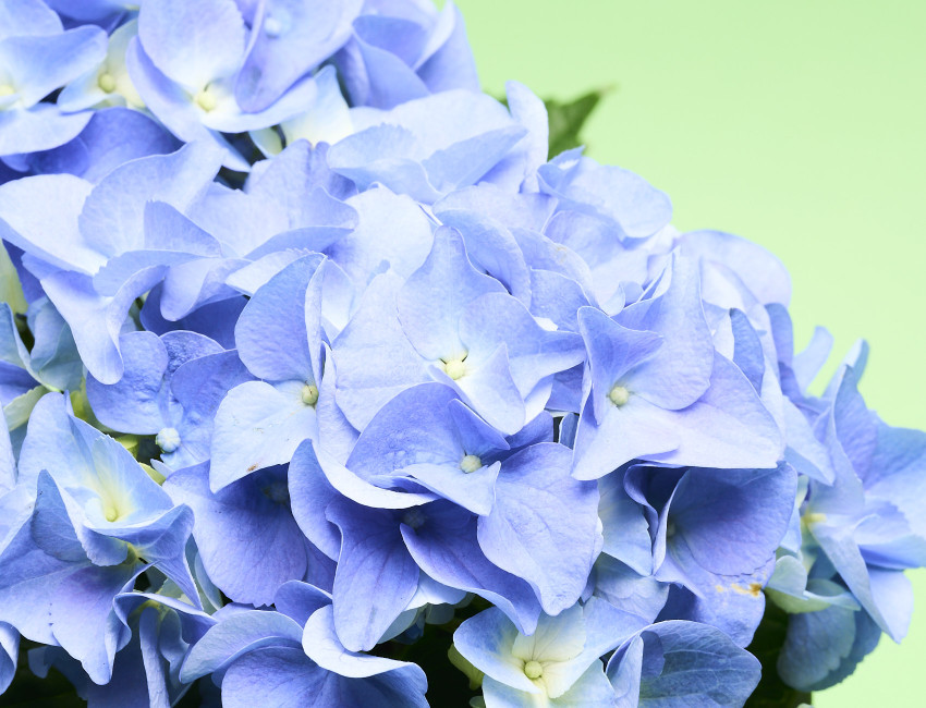 Gartencenter Kremer. Die Naturtalente | Bauernhortensie