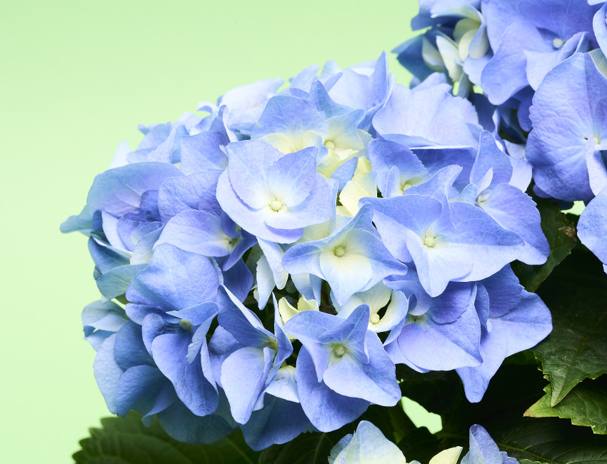 Gartencenter Kremer. Die Naturtalente | Bauernhortensie