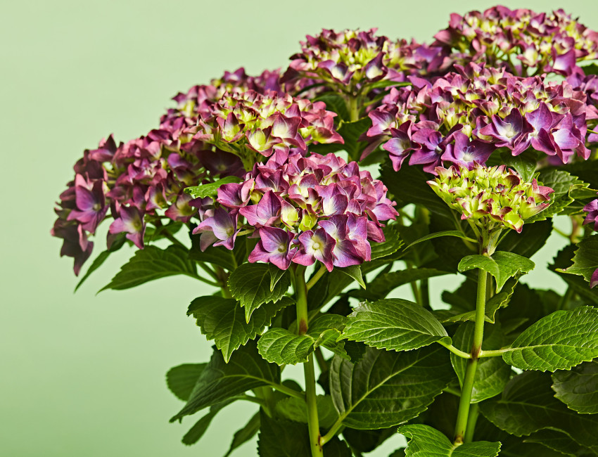 Gartencenter Kremer. Die Naturtalente | Bauernhortensie