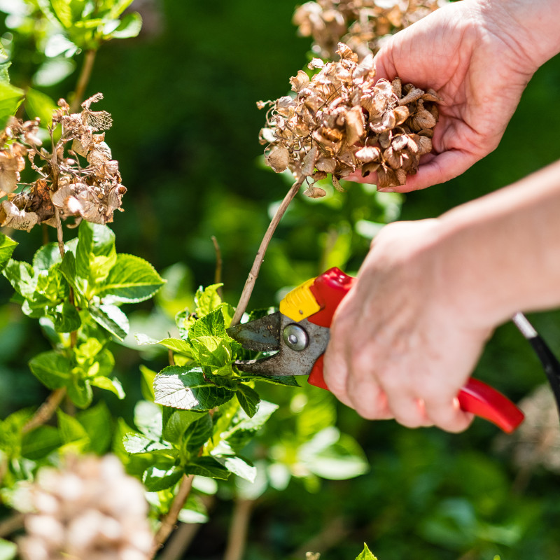 Gartencenter Kremer. Die Naturtalente | Hortensien schneiden – aber richtig