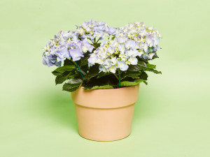 Gartencenter Kremer. Die Naturtalente | Bauernhortensie