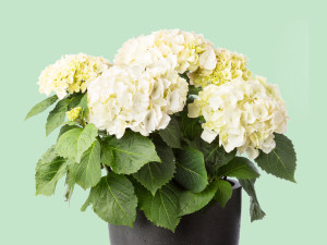 Gartencenter Kremer. Die Naturtalente | Tisch-Hortensie