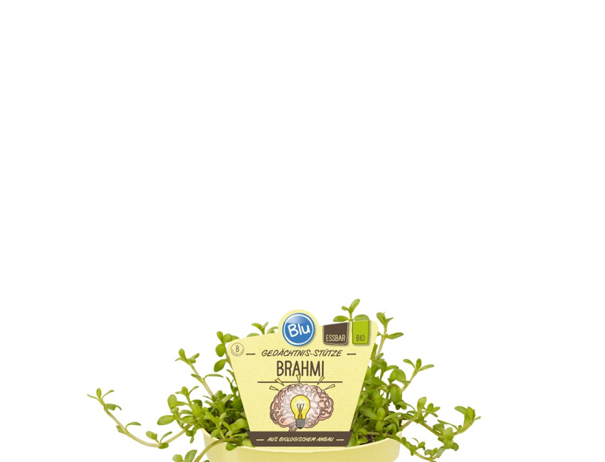 Gartencenter Kremer. Die Naturtalente | Bio Gedächtnisstütze Brahmi