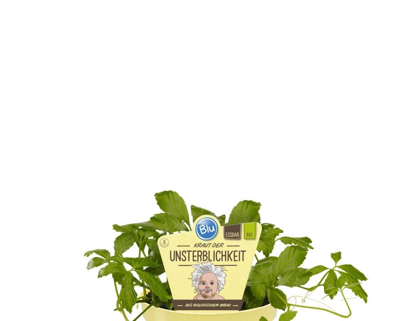 Gartencenter Kremer. Die Naturtalente | Bio Kraut der Unsterblichkeit