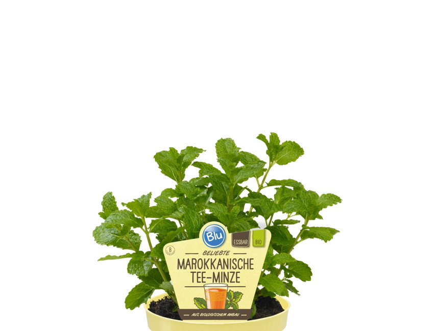 Gartencenter Kremer. Die Naturtalente | Bio Marokkanische Teeminze