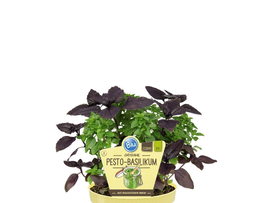 Gartencenter Kremer. Die Naturtalente | Bio Pesto-Basilikum