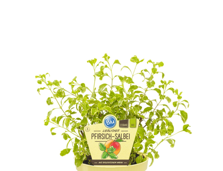 Gartencenter Kremer. Die Naturtalente | Bio Pfirsich-Salbei