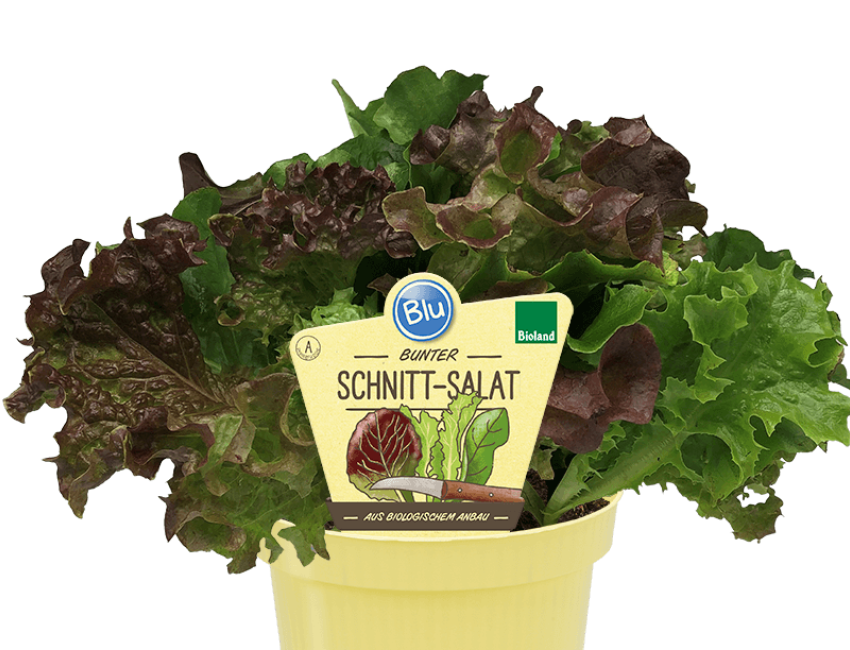 Gartencenter Kremer. Die Naturtalente | Bio Schnittsalat