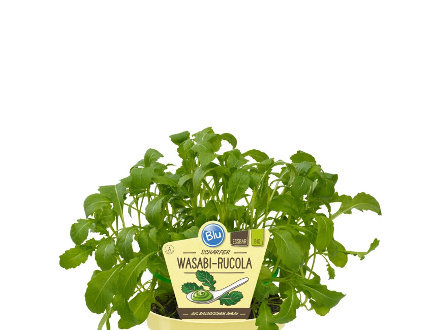 Gartencenter Kremer. Die Naturtalente | Bio Wasabi-Rucola