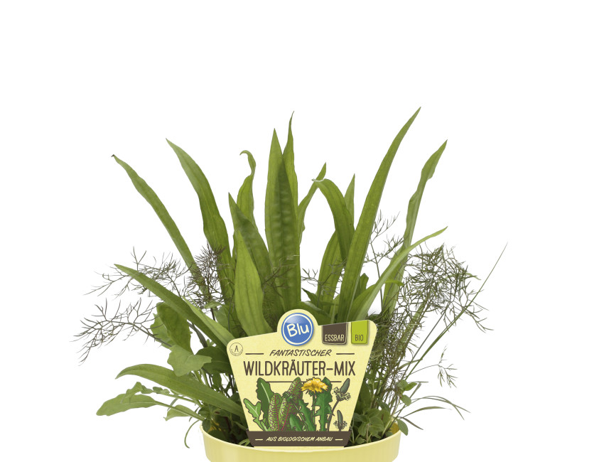 Gartencenter Kremer. Die Naturtalente | Bio Wildkräuter-Mix
