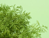 Gartencenter Kremer. Die Naturtalente | Bioland Dill