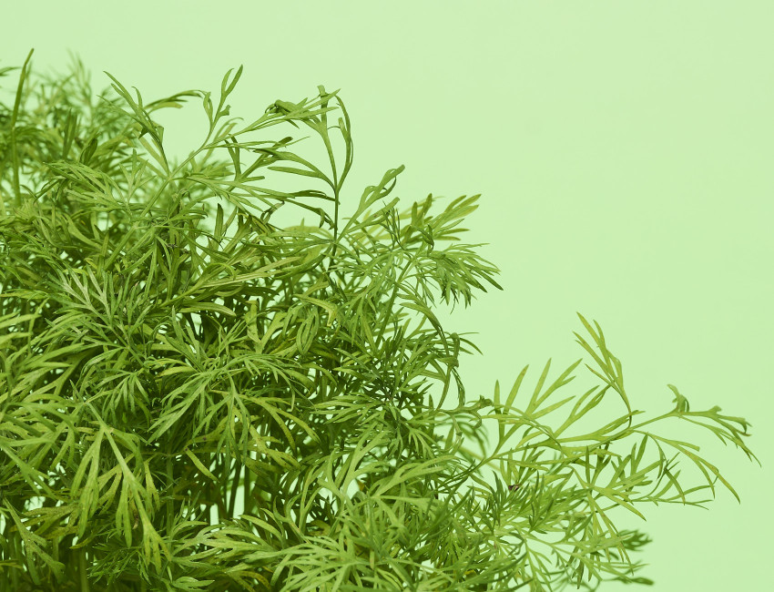 Gartencenter Kremer. Die Naturtalente | Bioland Dill