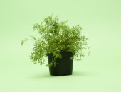Gartencenter Kremer. Die Naturtalente | Bioland Dill