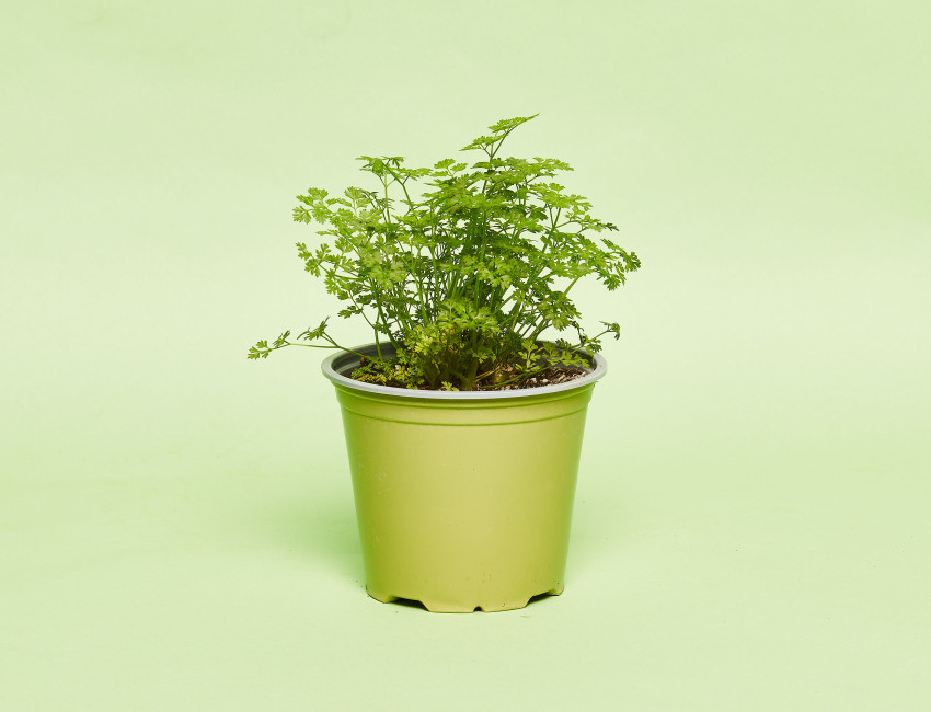 Gartencenter Kremer. Die Naturtalente | Sunny Herbs Kerbel