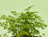 Gartencenter Kremer. Die Naturtalente | Sunny Herbs Kerbel