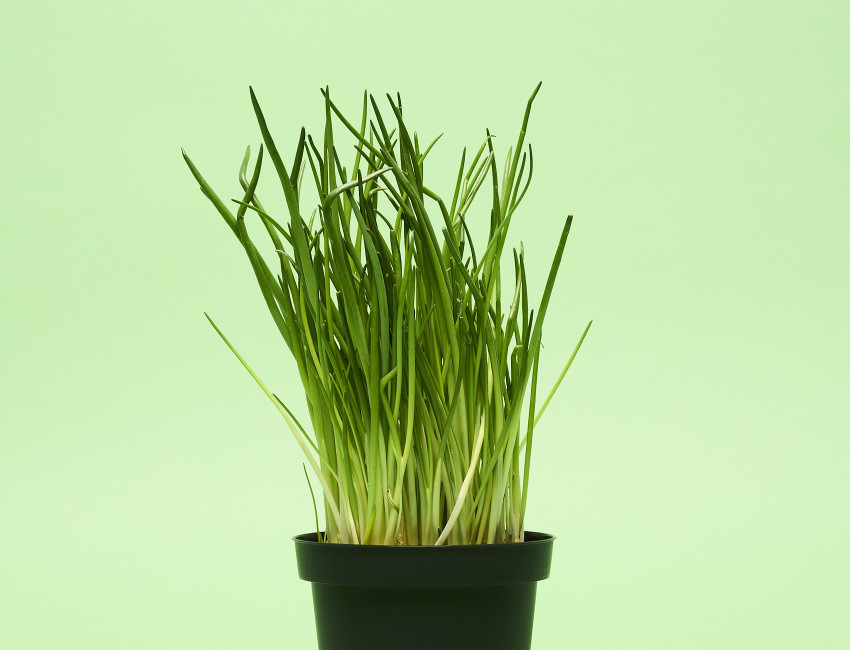 Gartencenter Kremer. Die Naturtalente | Bioland Schnittlauch