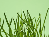 Gartencenter Kremer. Die Naturtalente | Bioland Schnittlauch