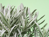 Gartencenter Kremer. Die Naturtalente | Sunny Herbs Lavendel