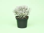 Gartencenter Kremer. Die Naturtalente | Sunny Herbs Lavendel