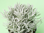 Gartencenter Kremer. Die Naturtalente | Sunny Herbs Lavendel