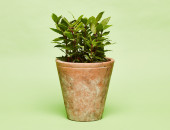 Gartencenter Kremer. Die Naturtalente | Sunny Herbs Lorbeer