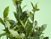 Gartencenter Kremer. Die Naturtalente | Sunny Herbs Lorbeer