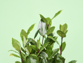 Gartencenter Kremer. Die Naturtalente | Sunny Herbs Lorbeer