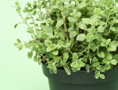 Gartencenter Kremer. Die Naturtalente | Sunny Herbs Majoran