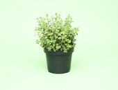Gartencenter Kremer. Die Naturtalente | Sunny Herbs Majoran