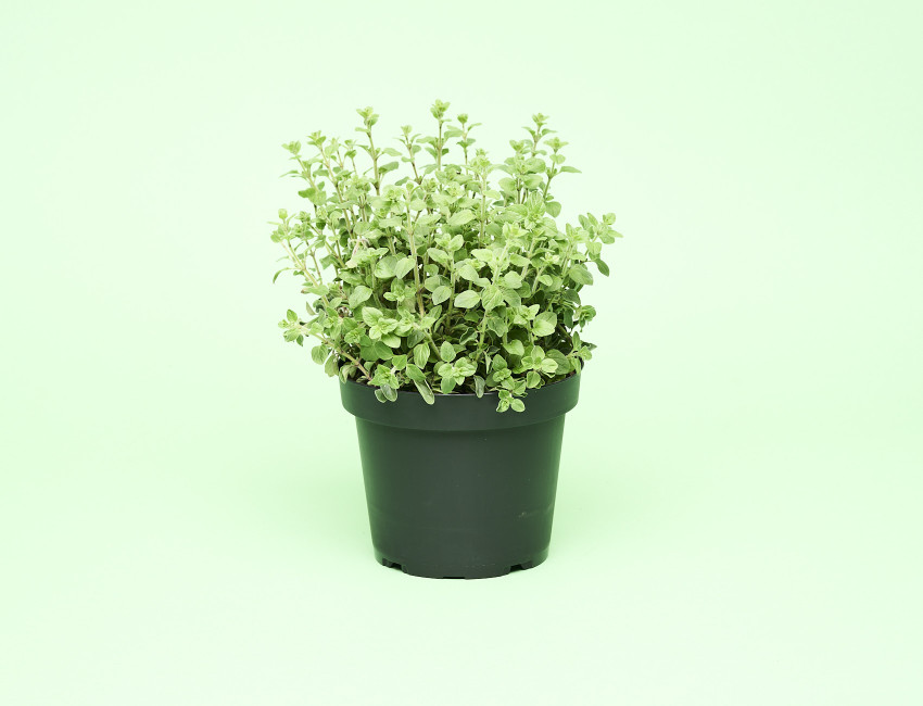 Gartencenter Kremer. Die Naturtalente | Sunny Herbs Majoran