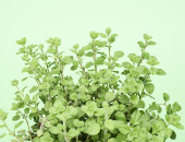 Gartencenter Kremer. Die Naturtalente | Sunny Herbs Majoran