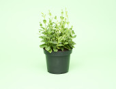 Gartencenter Kremer. Die Naturtalente | Sunny Herbs Minze