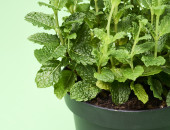 Gartencenter Kremer. Die Naturtalente | Sunny Herbs Minze