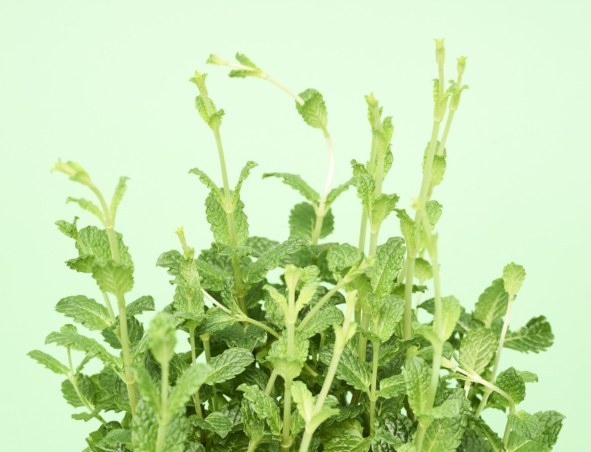 Gartencenter Kremer. Die Naturtalente | Sunny Herbs Minze