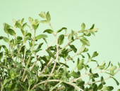 Gartencenter Kremer. Die Naturtalente | Sunny Herbs Oregano