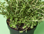 Gartencenter Kremer. Die Naturtalente | Sunny Herbs Oregano
