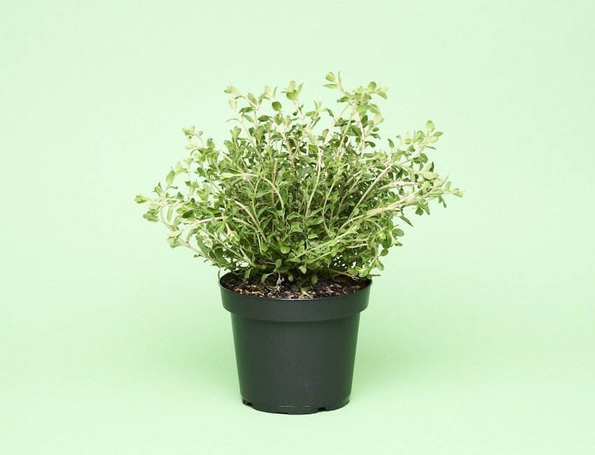 Gartencenter Kremer. Die Naturtalente | Sunny Herbs Oregano