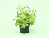 Gartencenter Kremer. Die Naturtalente | Sunny Herbs Petersilie glatt