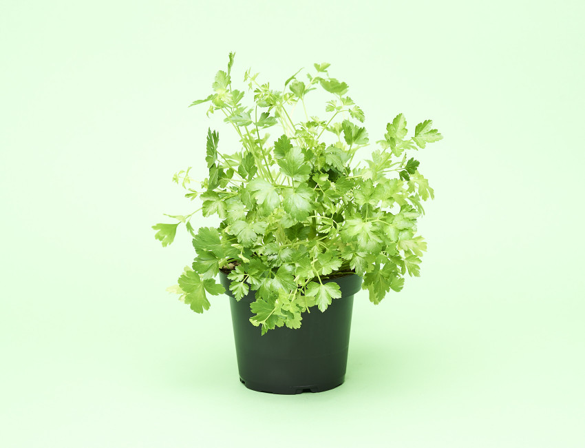 Gartencenter Kremer. Die Naturtalente | Sunny Herbs Petersilie glatt