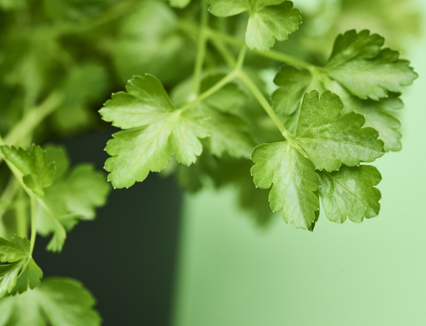 Gartencenter Kremer. Die Naturtalente | Sunny Herbs Petersilie glatt