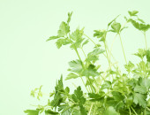 Gartencenter Kremer. Die Naturtalente | Sunny Herbs Petersilie glatt