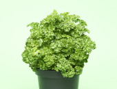 Gartencenter Kremer. Die Naturtalente | Sunny Herbs Petersilie kraus